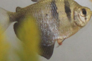 Black skirt tetra clearance pregnant